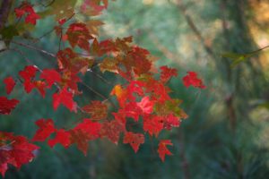 maple leaves fall
