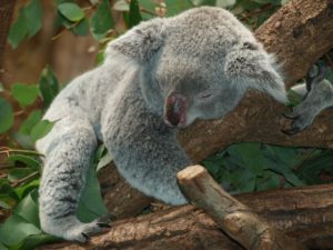 sleepy koala