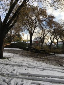 Fallen tree limb blocking road