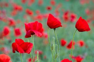 Poppies