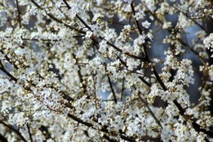 Tree with white blossoms