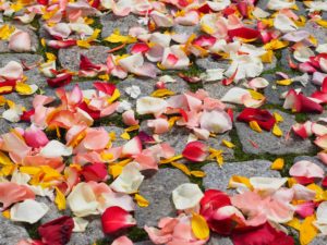 scattered rose petals