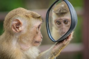 Monkey looking in mirror
