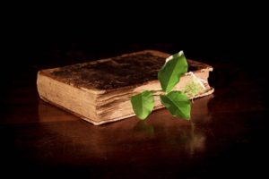 Old book with plant growing out of it