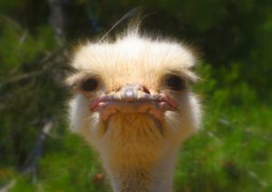 Ostrich