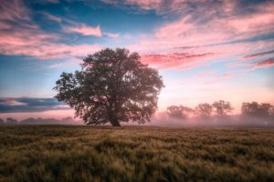 Sunrise with tree and field, pink clouds