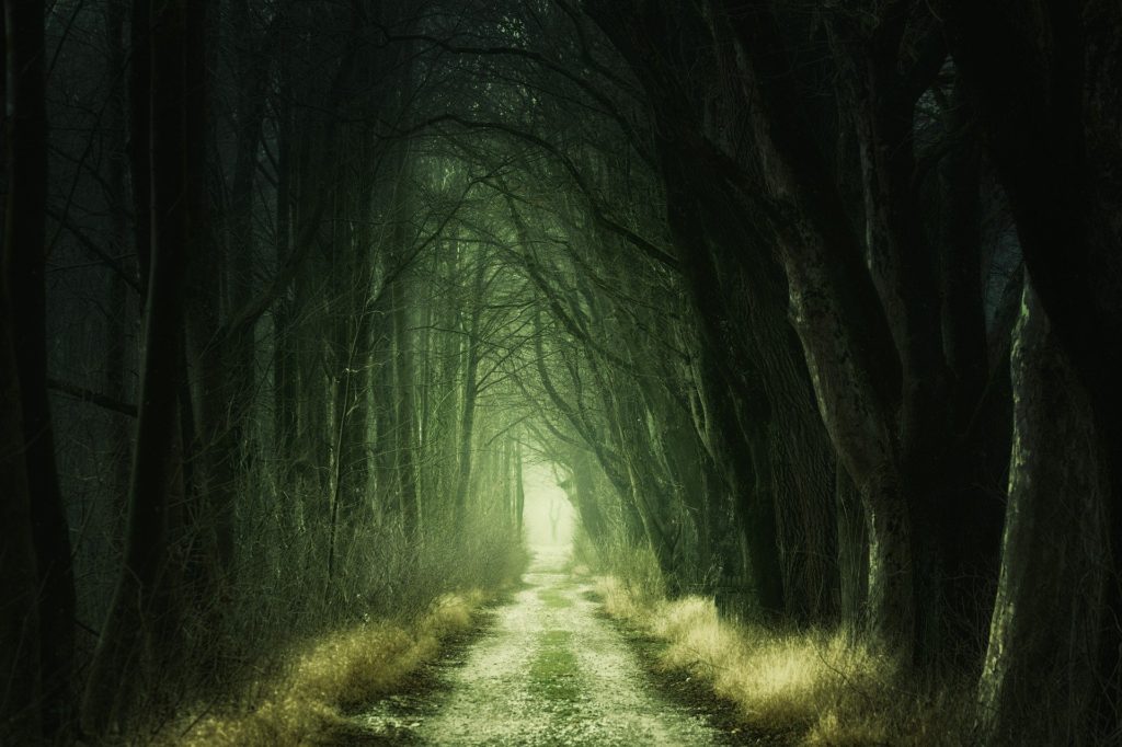 Spooky tunnel of trees, ending in light in the distance.