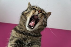 Tabby cat yawning, showing pink tongue and white teeth.