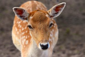 Face-on image of a dappled doe, with big ears and liquid brown eyes.