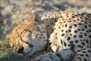 sleeping cheetah