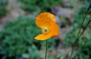 Orange poppy missing one petal, on a green blurred background