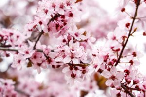 Pink almond blossoms on a branch