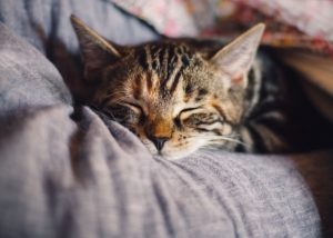 Sleeping striped kitten on grey couch