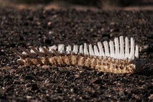 Dried spinal bone on a brown blurry background