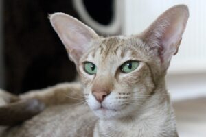 Brown cat with green eyes and giant ears.