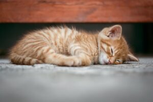 Orange kitten asleep on a grey surface, with a wooden plank behind them